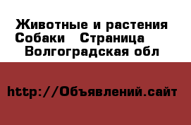 Животные и растения Собаки - Страница 12 . Волгоградская обл.